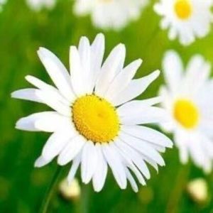 Meet your Posher, Ayat